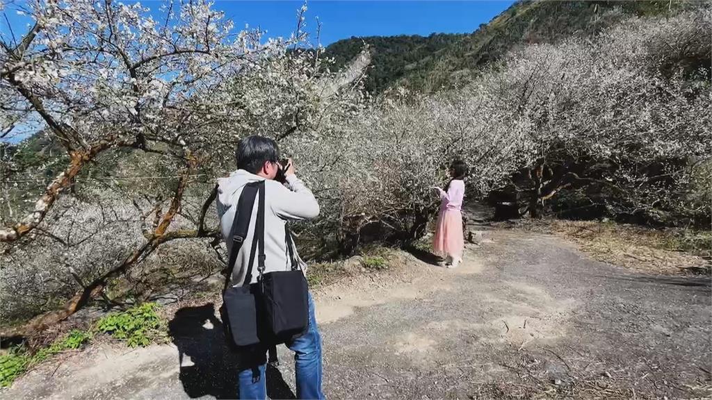 梅花商機！週末梅嶺近萬人賞梅　　「梅子雞」饕客必點美食