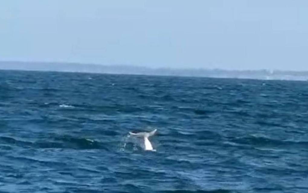 快新聞/台南海域回春?蚵棚不只養殖 白海豚現蹤震撼漁民