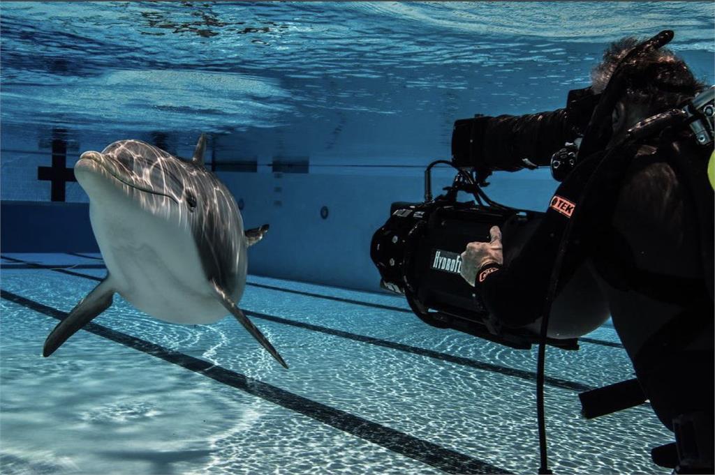 解放圈養鯨豚！超逼真機器海豚問世　6.6億新科技終結海洋動物傷害