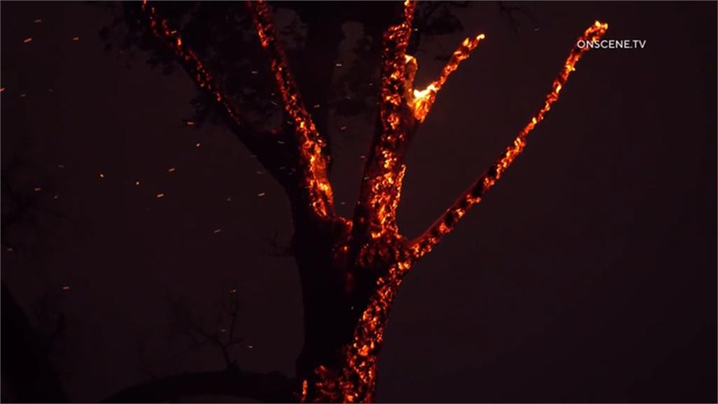 美國加州野火狂燒　1天燒掉186座大安森林公園