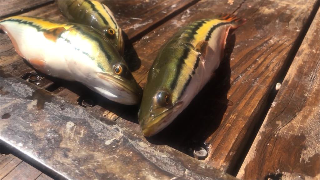 日月潭「湖中惡霸」又出沒!縣府急派人移除560尾魚虎…曝今年電撈成效