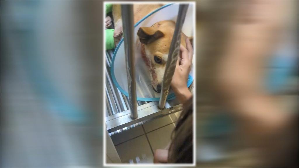 愛犬溪邊散步竟中槍 腿粉碎性骨折!飼主心痛盼警緝凶