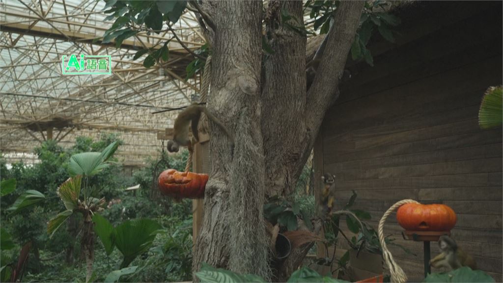 比利時動物園歡慶萬聖節　超應景！動物大啖南瓜點心