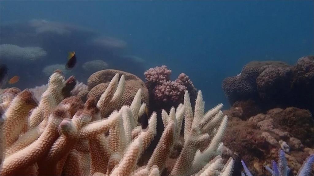 全球海洋溫度創新高　大堡礁面臨第6次白化危機