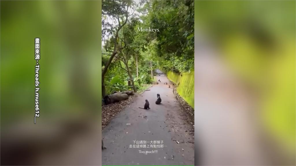 台中雲林目擊猴群結黨出沒　數量驚人宛如猴子大遷徙！