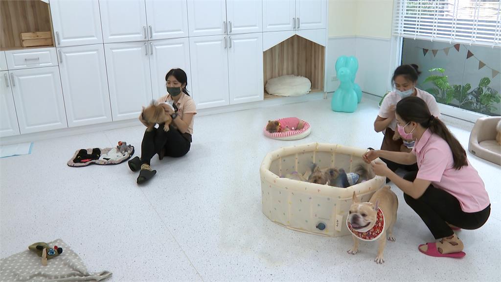 春節10天連假出遠門毛小孩沒人顧? 寵物旅館訂位暴增