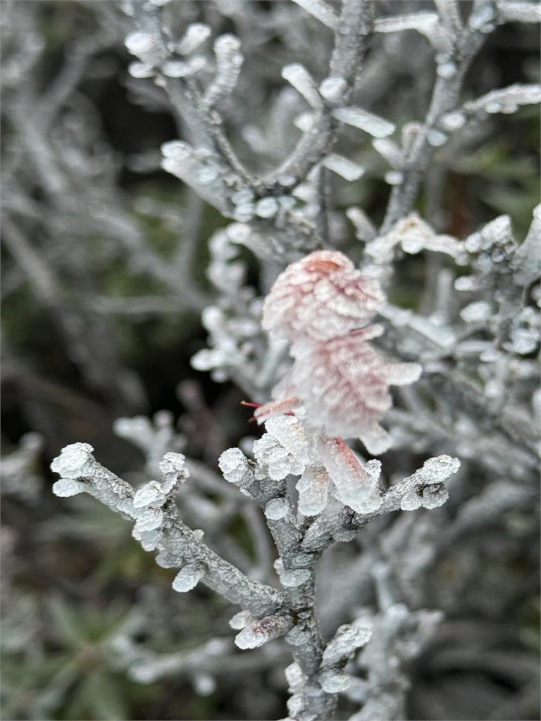 快新聞/冷氣團來襲「高山一夕白頭」! 雪管處急籲登山客提高警覺