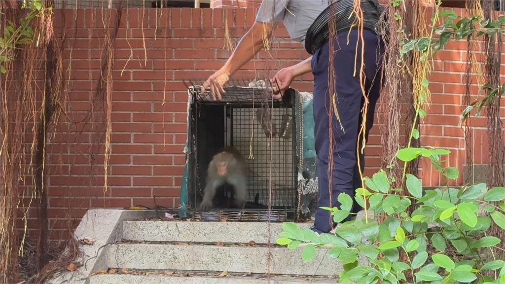 獼猴太多擾校園！中山大學設誘捕籠抓猴引質疑　校方：合法防衛權宜之計