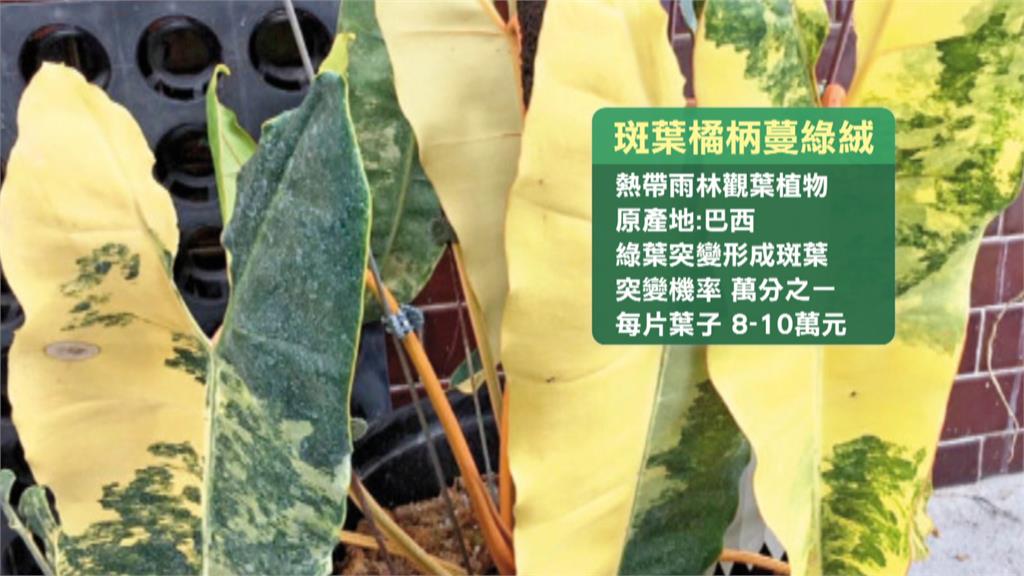 價值65萬「植物界愛馬仕」　鎮店之寶2天就被偷