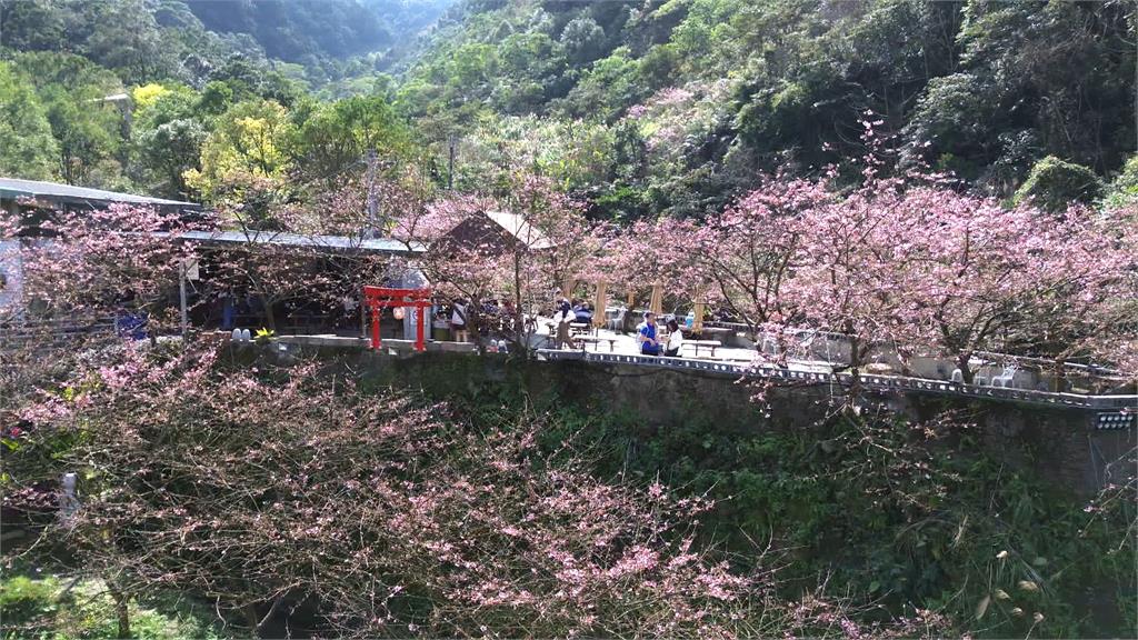 超夢幻！三峽賞櫻秘境曝光　四千棵櫻花綻放美景搶先看