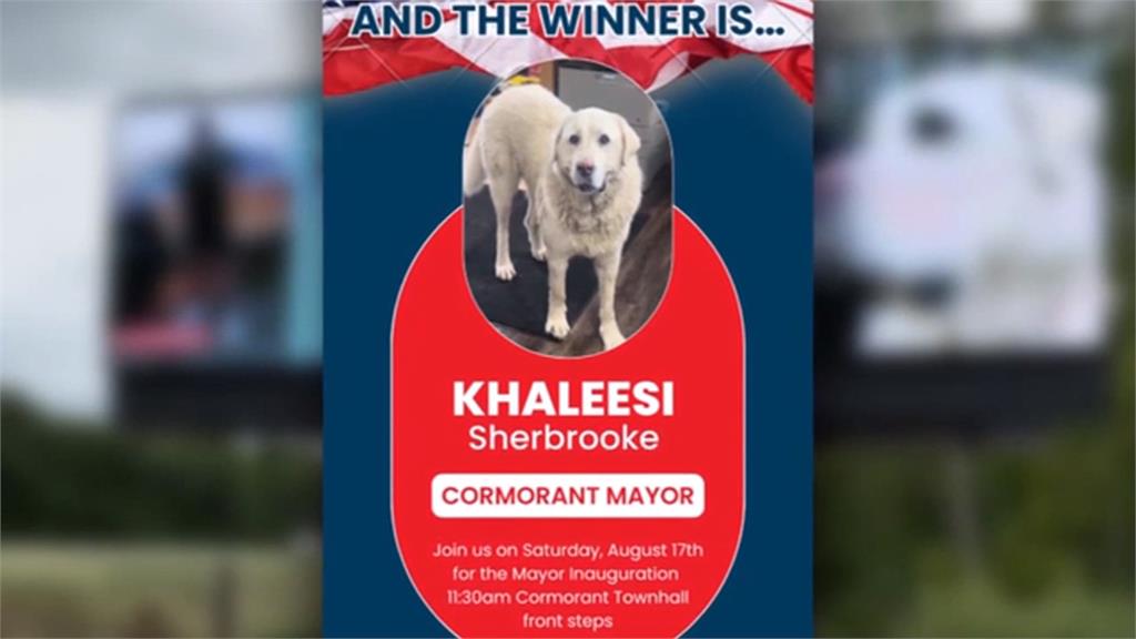 美國鸕鶿小村村長不是人? 大白熊犬以壓到性得票率當選