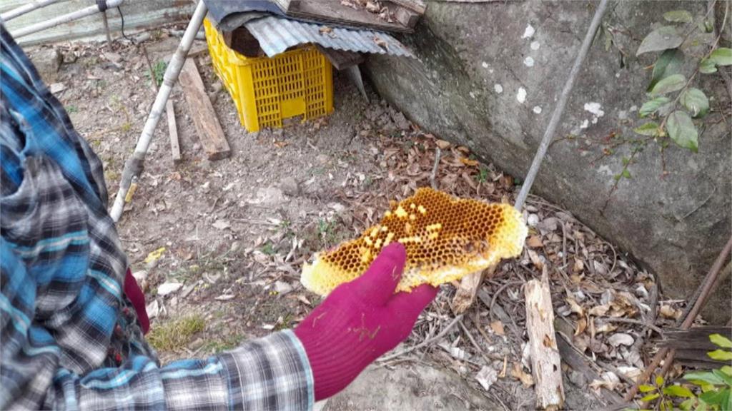 嘉義「黑熊出沒」! 林保署一個月接9起入侵通報