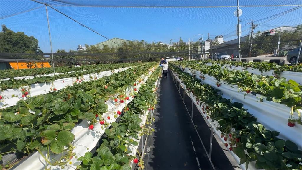連假首日好天氣+草莓價格穩 台中潭子平地草莓園湧人潮