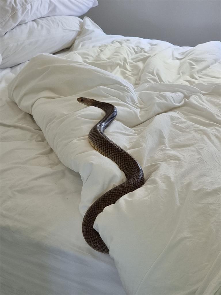 女子驚見1.8公尺巨蛇躺床！「世界第2毒」照片曝光　網崩潰想搬家