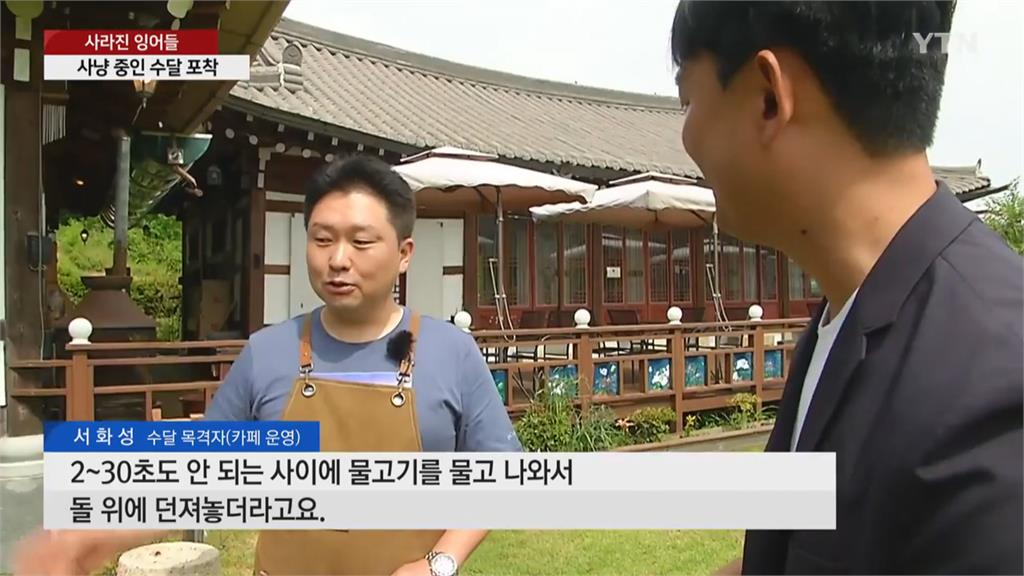 養10年鯉魚不翼而飛 小偷竟是「牠」!