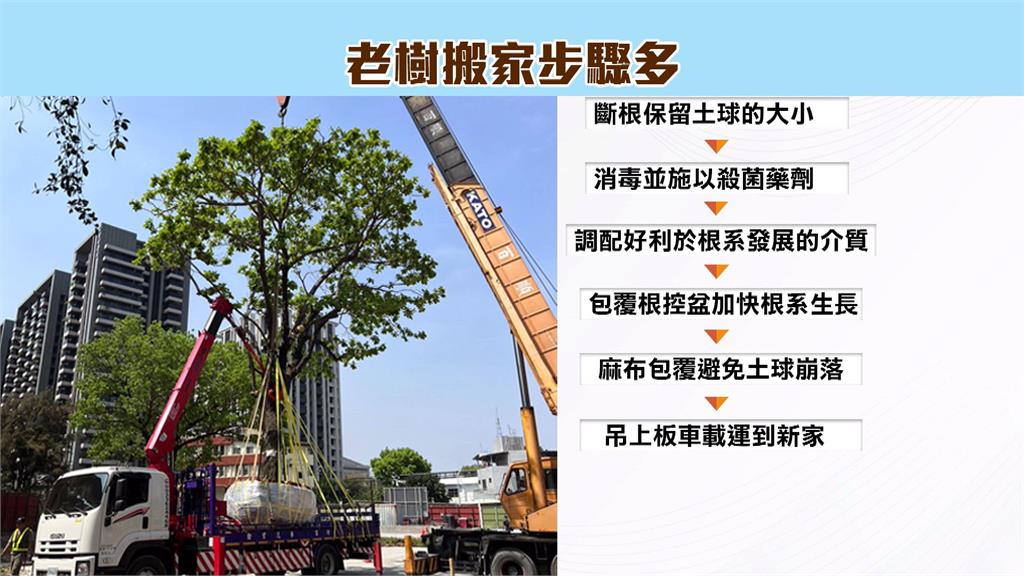 因應高雄鼓山運動中心興建 樹藝師替在地老樹搬家分享秘訣