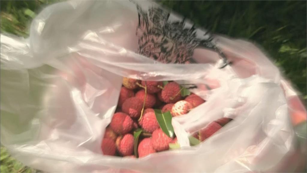 台中「摘星山莊」荔枝節登場　百年荔枝樹結實累累開放採果