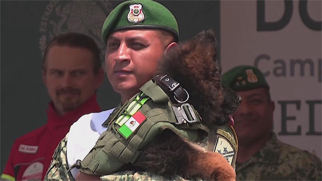 赴土搜救墨西哥德牧殉職　土耳其回贈幼犬表達感激