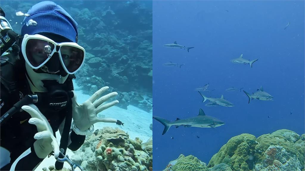 潘慧如超辣比基尼秀凍齡身材！帛琉潛水遇「10鯊共舞」驚人費用曝