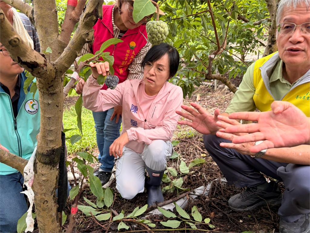 快新聞／豪雨重擊台東釋迦！災損恐延後爆發　陳瑩喊先做「這事」
