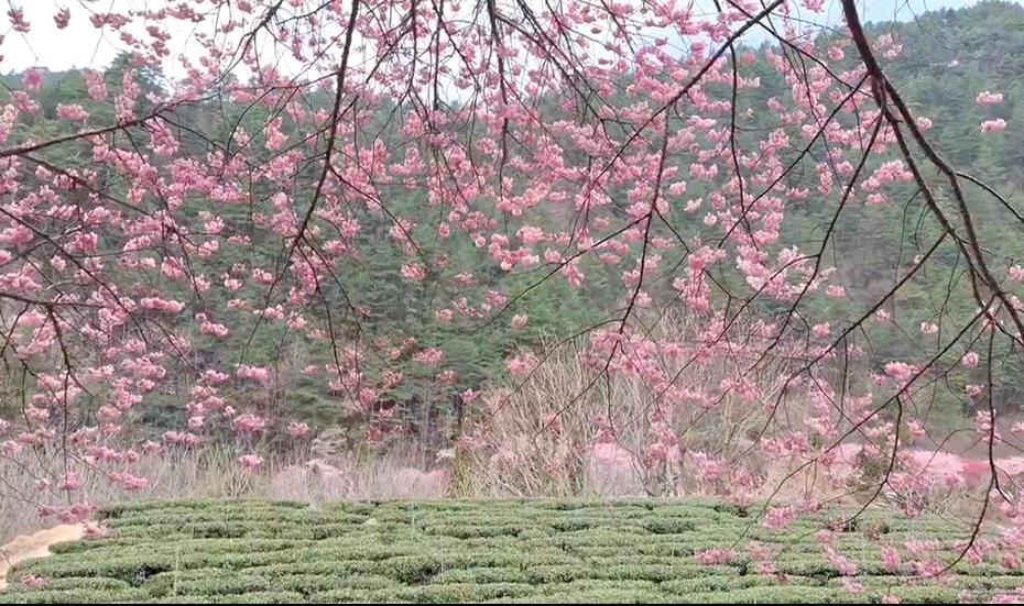 浪漫「櫻吹雪」宛如置身國外 雪霸武陵三色花接力盛開!