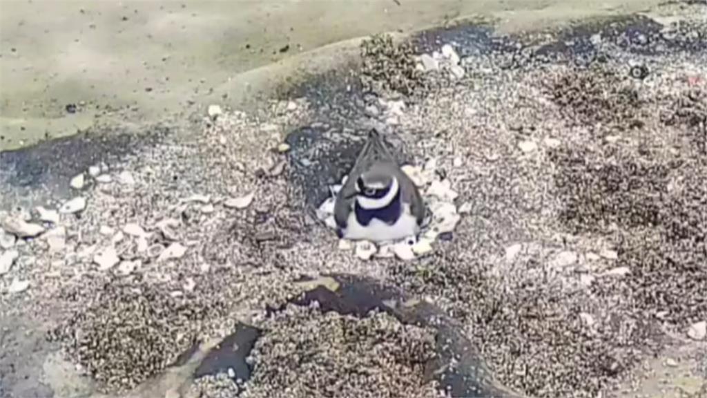 小環頸鴴回基隆和平島產卵　園方設立保護區防被沖走、踩破