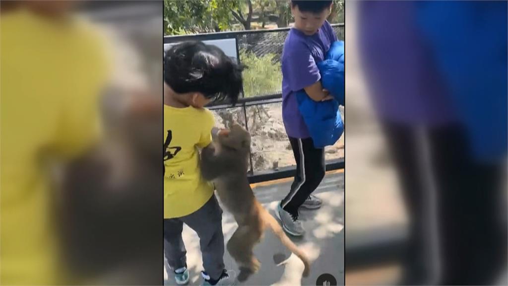 壽山動物園獼猴「跳身上」搶飲料 小朋友驚聲尖叫