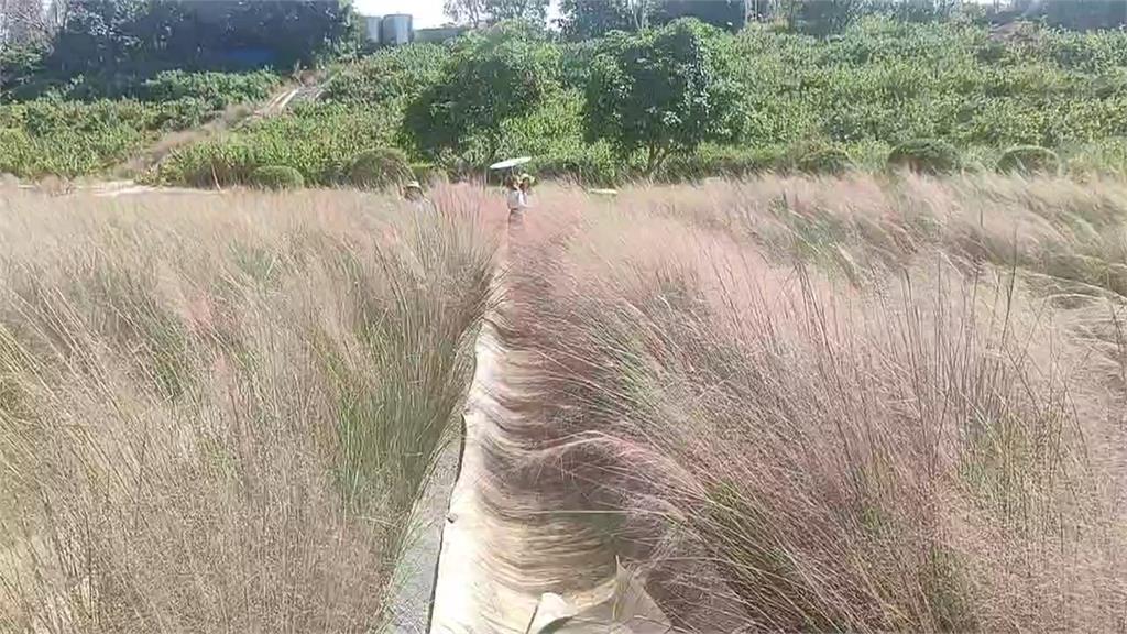 苗栗三灣出現「粉黛亂子草」　屬外來種最高可罰30萬