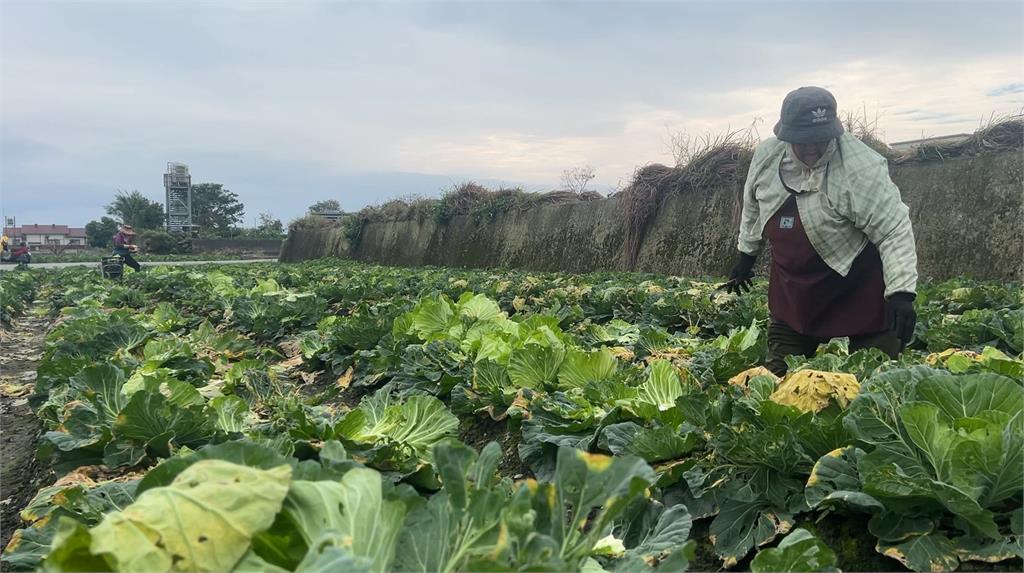 有玩又有得拿! 花蓮高麗菜田 開放民眾自採"銅板價"