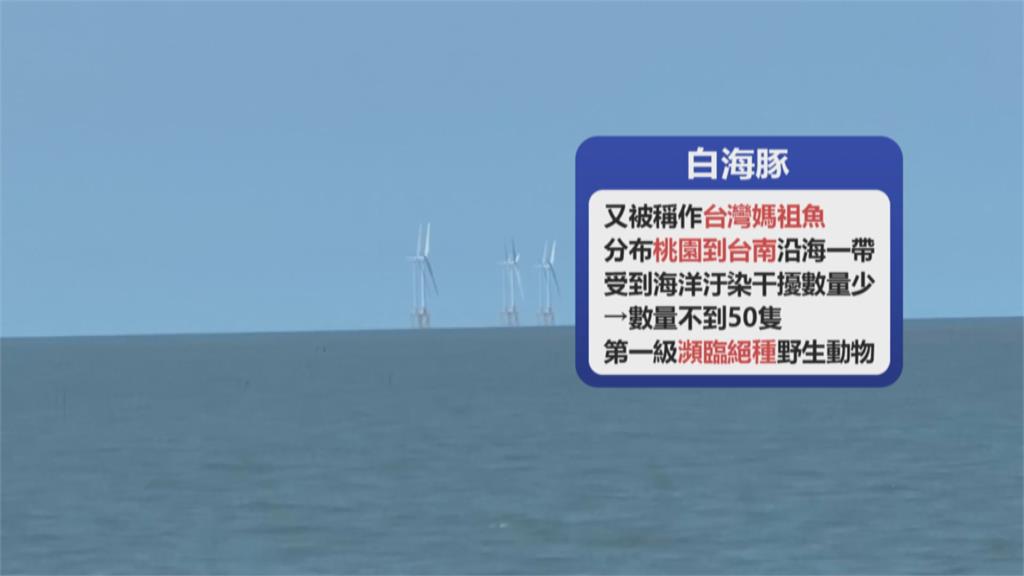 粉紅精靈驚喜現蹤! 彰化外海捕捉白海豚身影