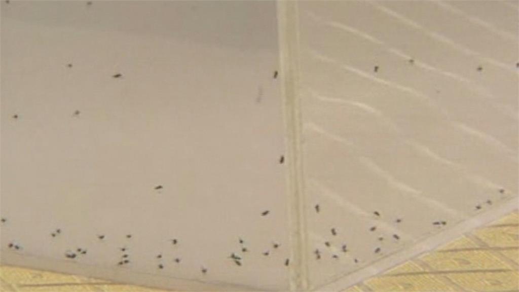 中榮找出「小黑蚊剋星」　貼片疫苗驅蚊成效達10年