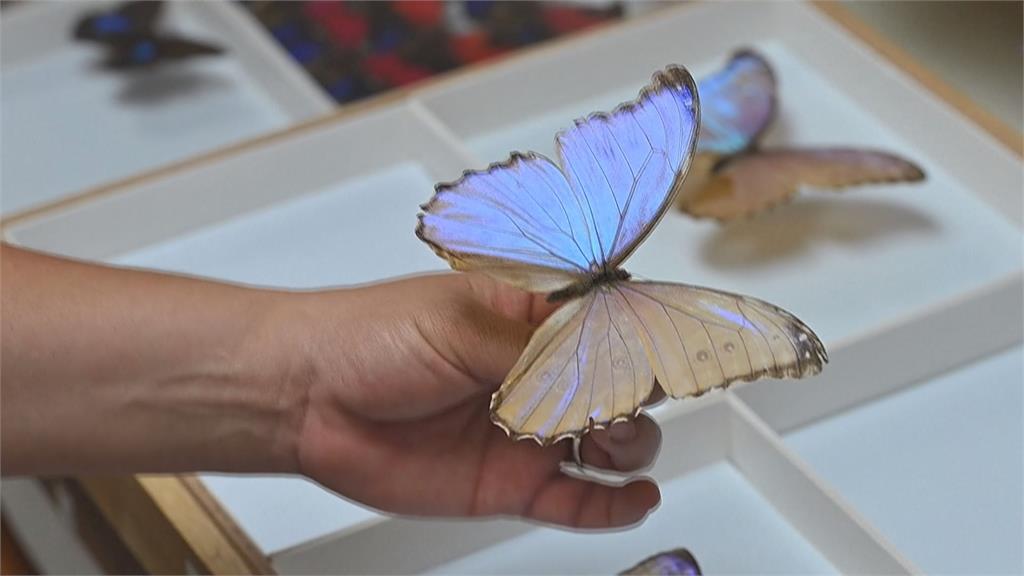 厄瓜多生物豐富擁四千種蝴蝶　與美合作「無蝶研究」觀察氣候