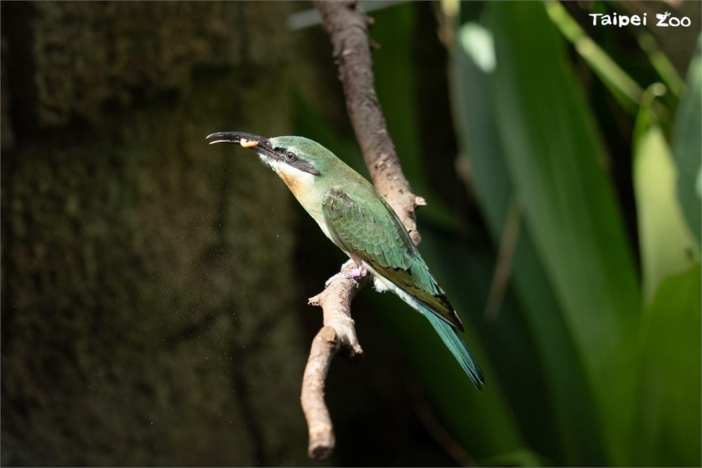 快新聞／「菜鳥」穿山甲館報到！　北市動物園放飛3隻栗喉蜂虎