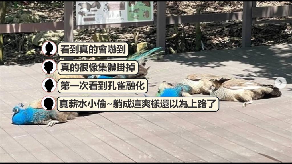 「滅門慘案？」孔雀全倒地　　　壽山動物園緊急澄清