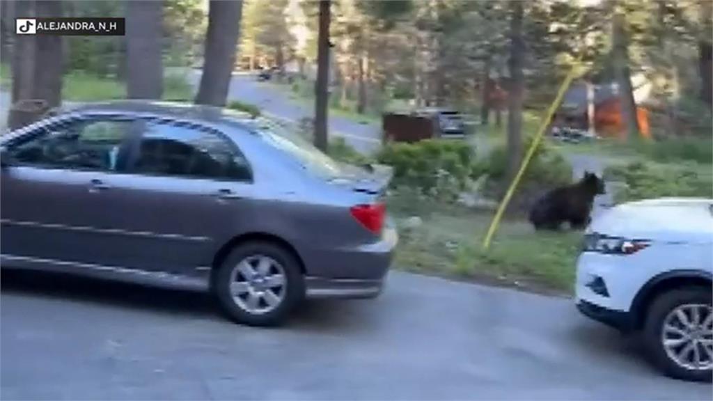 加州黑熊劫持汽車　受困車內竟大肆破壞「開趴」
