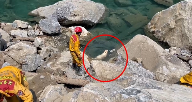 快新聞/花蓮搜救犬石礫間嗅聞「突跳進溪水」! 搖尾巴游泳超萌畫面曝光