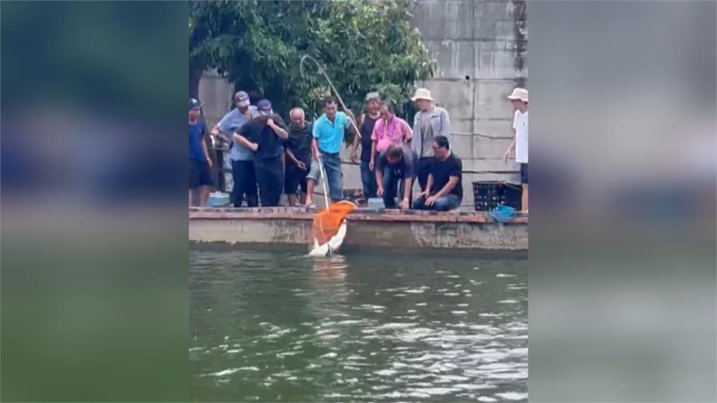 彰化最狂釣魚場! 老闆引進四隻「凱門鱷魚」