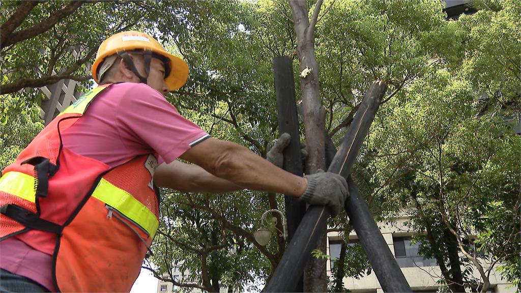 防巴威重演蘇迪勒3千棵路樹倒伏! 北市公園處全面修剪