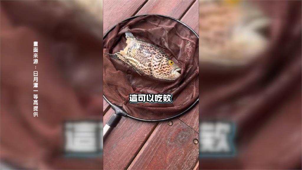 日月潭外來種「魚虎」獵食驚人 石斑魚被咬半尾慘死
