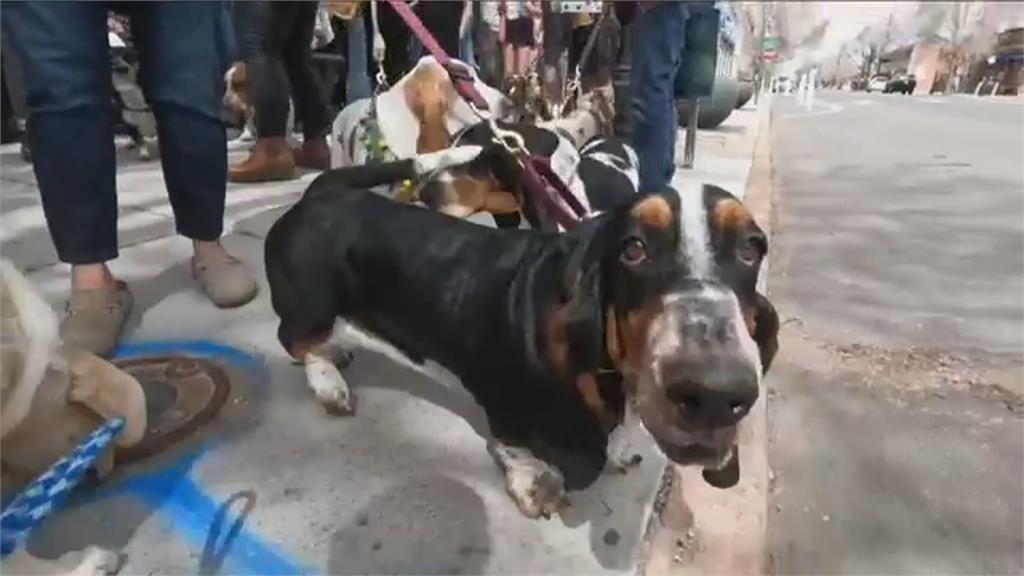 狗狗巴士派對! 19隻巴吉度獵犬與主人們同樂