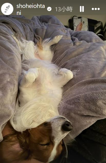 快新聞／大谷翔平愛犬「彈額頭」隨賽飛東京！預賽結束直奔邁阿密　東京鐵塔萌照曝光