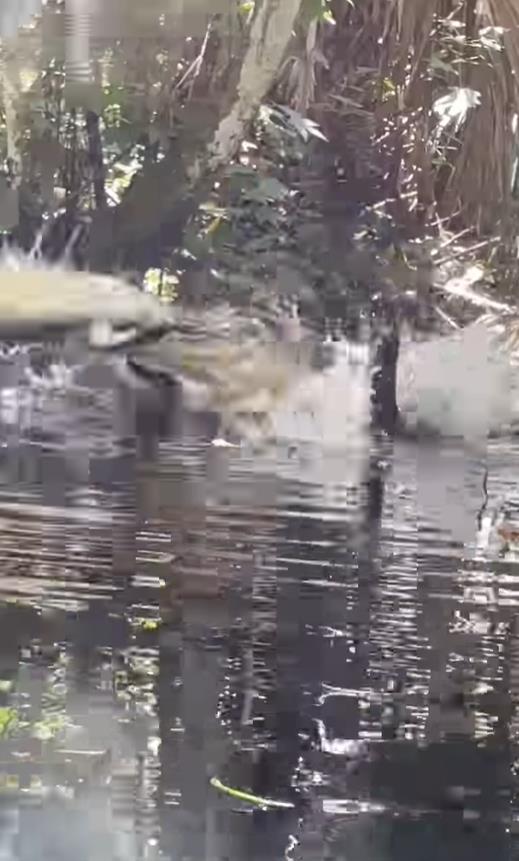 公園驚見3米巨鱷「撕咬活吞同伴」20秒暴甩片曝光！濺起激浪網嚇傻