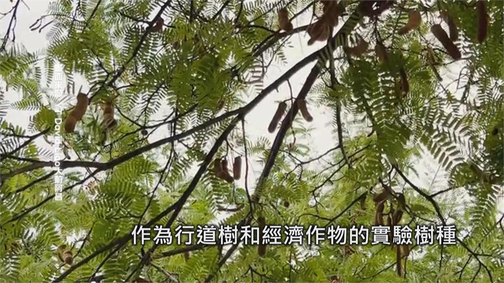 高雄民眾半夜衛武營搖樹! 竟是爭採「羅望子」