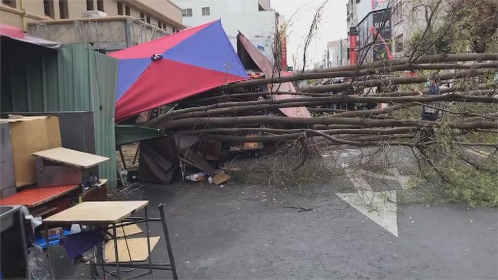 嘉義加固整修工程遇強風　郵局前路樹倒塌砸中汽車