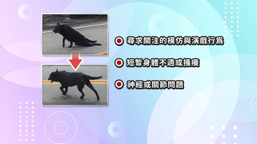 黑浪浪「拖後腿爬行」下秒健步如飛　狗界的影帝？目擊者傻眼：白同情了