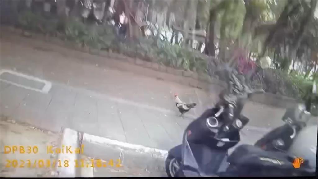 台北街頭驚見「活雞亂竄」！員警馬路狂奔靠漁網「圍捕」落跑雞