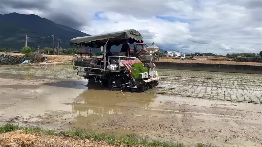 台東稻農急插秧避免打亂後續作業 民眾出動廂型車領沙包