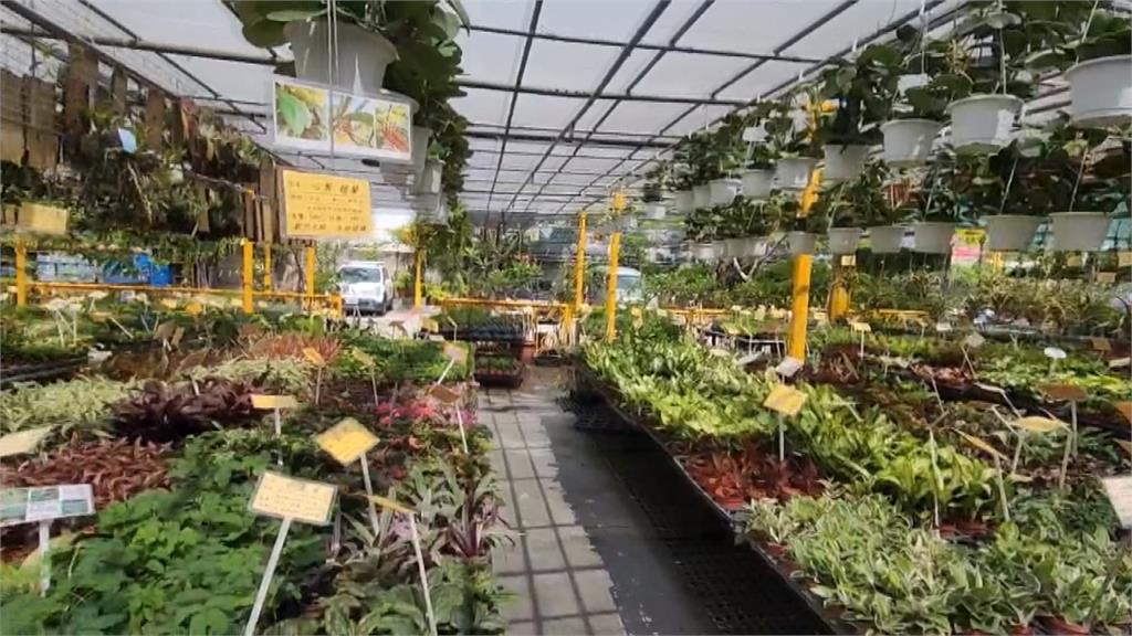 太熱! 彰化田尾公路花園攏嘸人 家具行「打卡送冰」來客數增