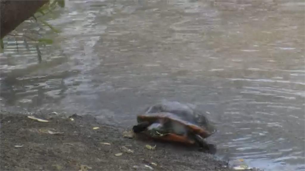 加州公園池塘外來種烏龜「滿出來」　動保團體急幫棄龜搬新家