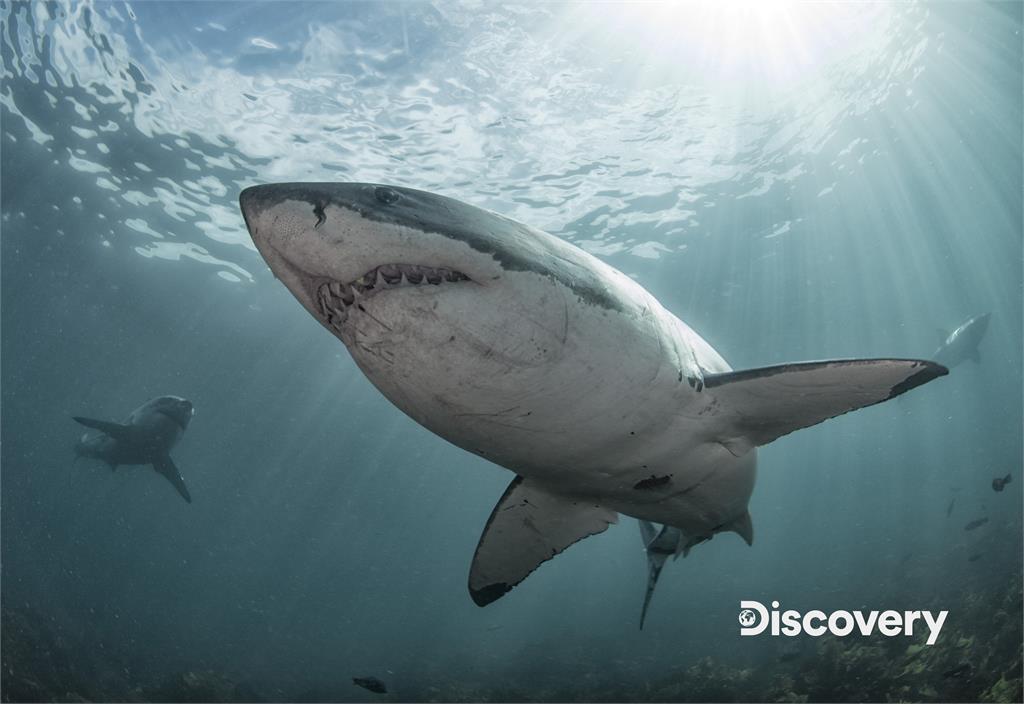揭海洋霸主真實面目！《鯊魚週》公開鯊魚的連結秘密　生態平衡不能沒有牠
